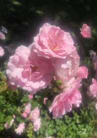 �����Ұ���